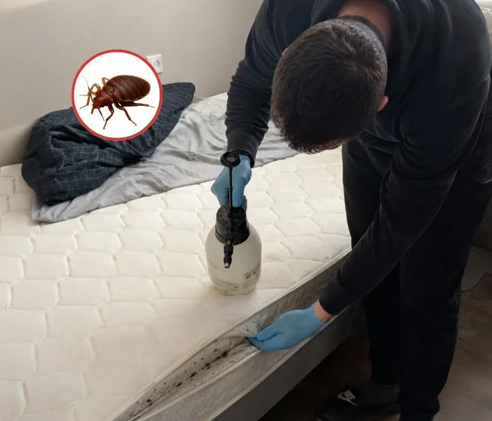 Technicien traitant un matelas contre les punaises de lit à Chartrettes